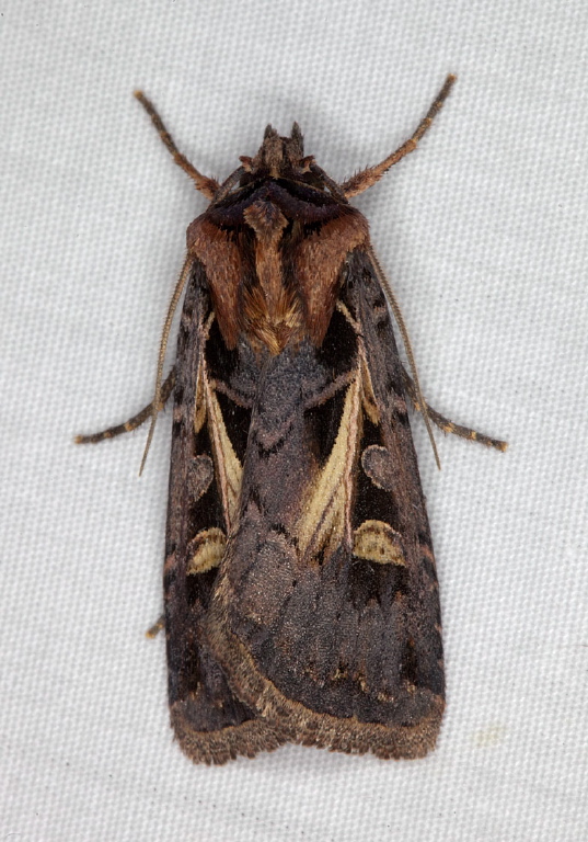 Feltia herilis Noctuidae