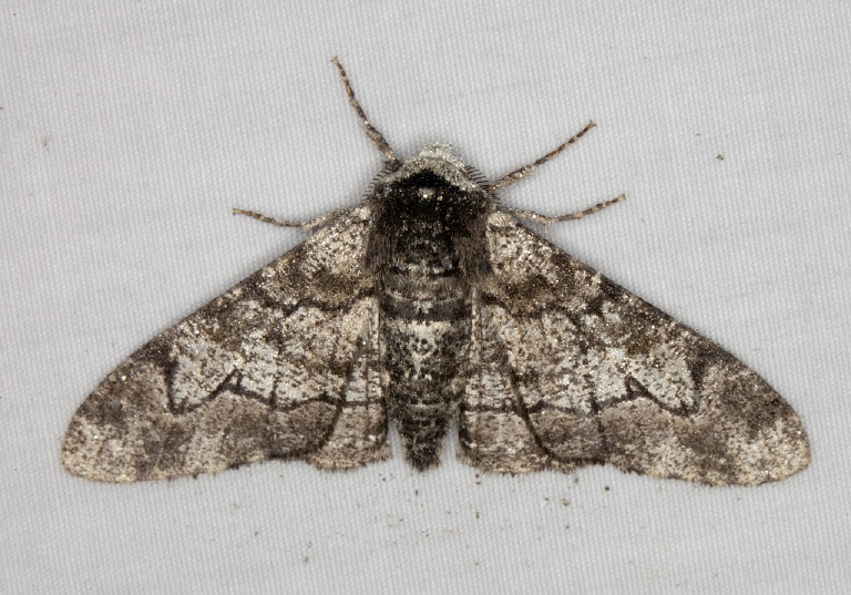 Biston betularia Geometridae