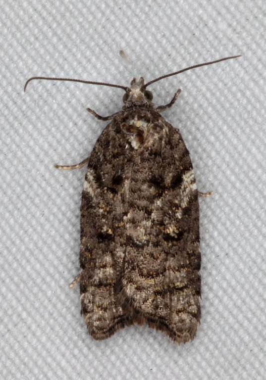 Acleris variana Tortricidae