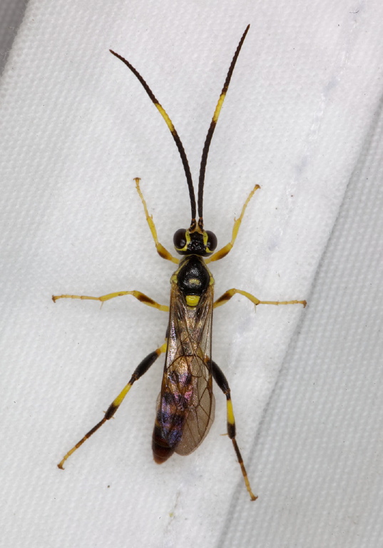 Cratichneumon paratus Ichneumonidae