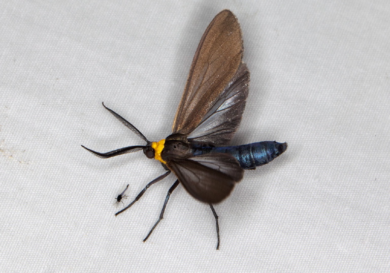 Cisseps fulvicollis Erebidae