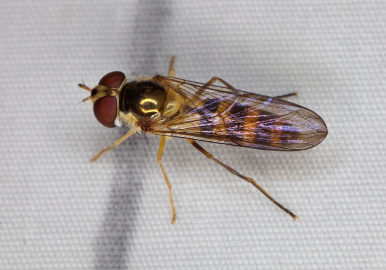   Syrphidae