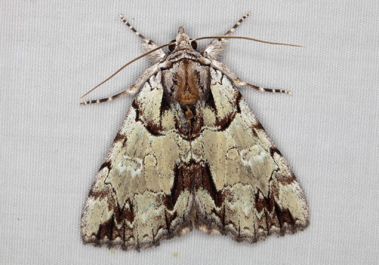 Catocala praeclara Erebidae