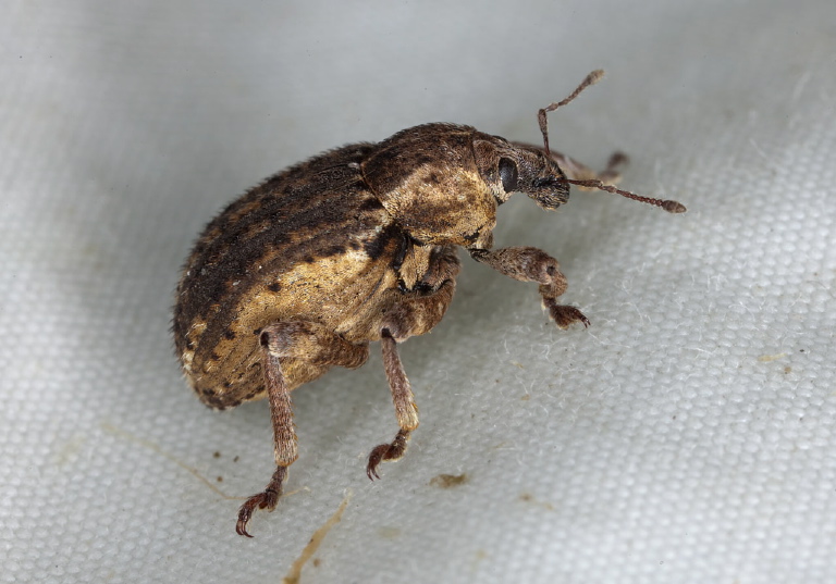 Donus zoilus Curculionidae