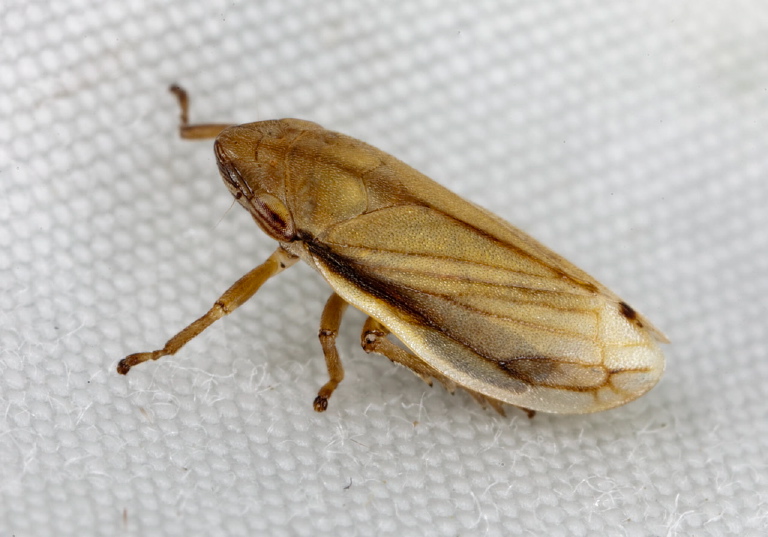 Philaenus spumarius Cercopidae