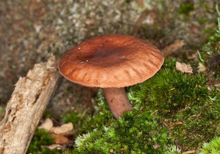 Laccaria sp.? Hydnangiaceae