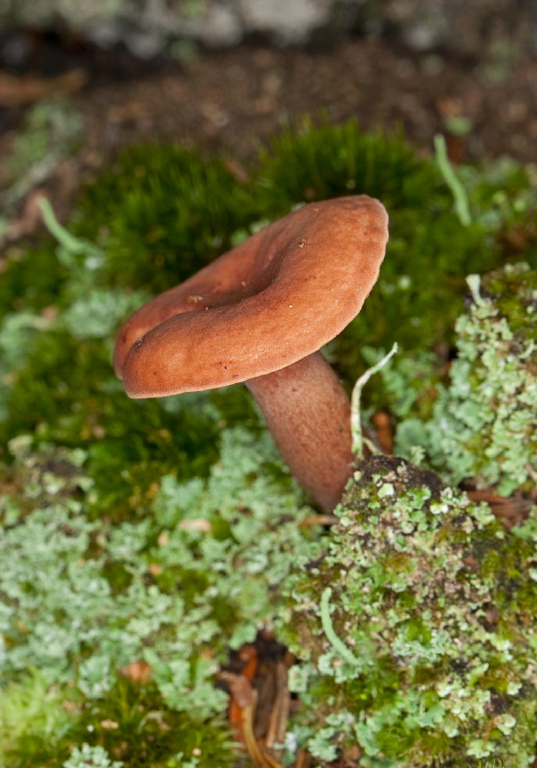 Laccaria sp.? Hydnangiaceae