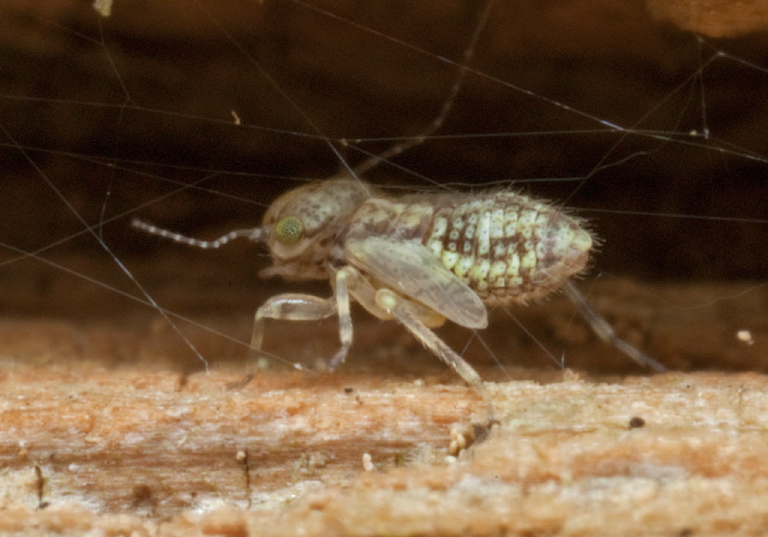 Aaroniella badonneli Philotarsidae