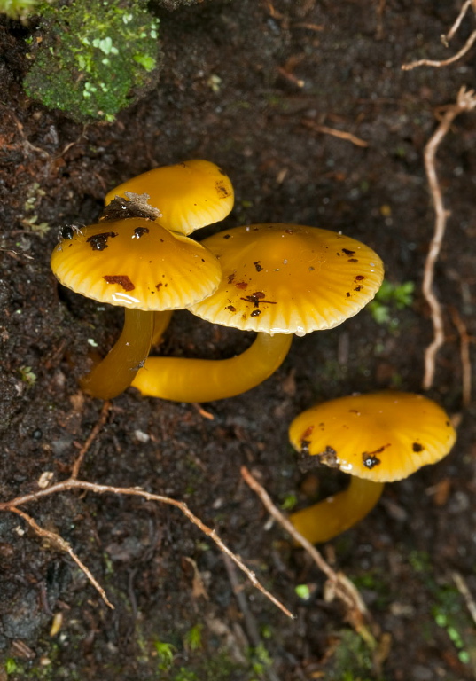 Hygrocybe sp.? Tricholomataceae