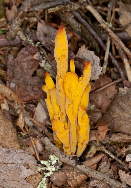 Clavulinopsis fusiformis Clavariaceae