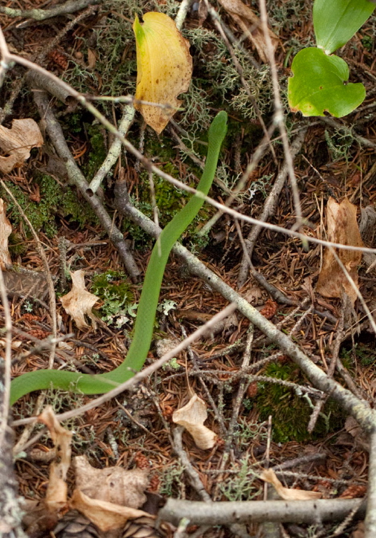 Opheodrys vernalis Colubridae