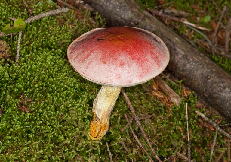 Leccinum chromapes? Boletaceae