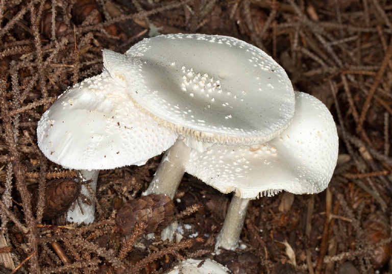 Amanita abrupta? Pluteaceae