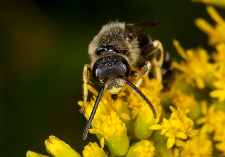 Halictus rubicundus Halictidae