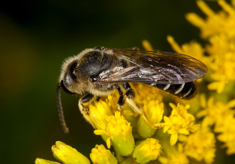 Halictus rubicundus Halictidae