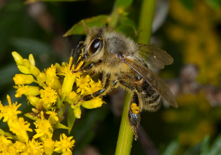 Apis mellifera Apidae