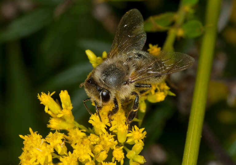 Apis mellifera Apidae