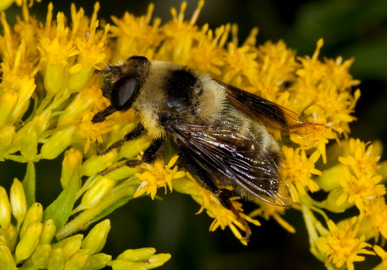 Mallota posticata Syrphidae