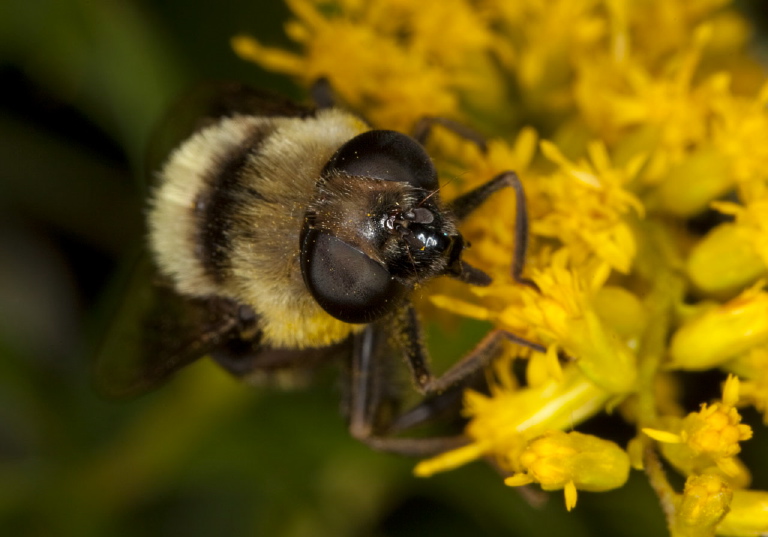 Mallota posticata Syrphidae