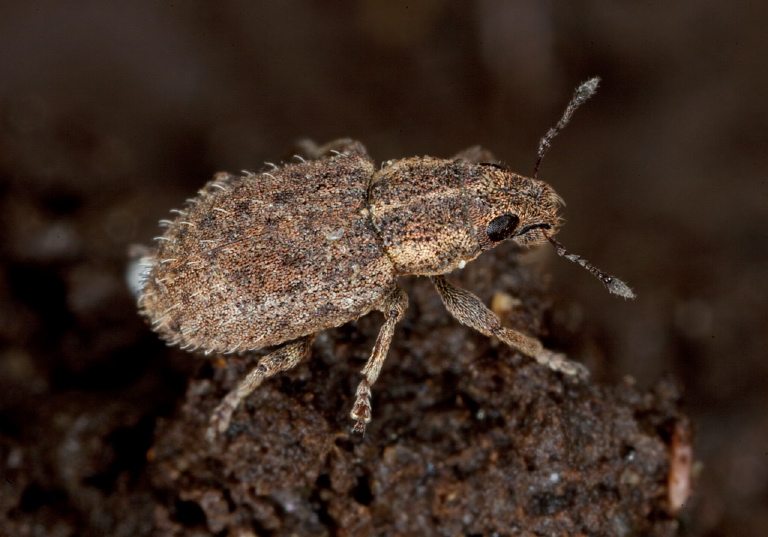 Sitona hispidulus Curculionidae