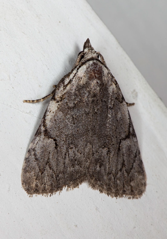 Balsa malana Noctuidae