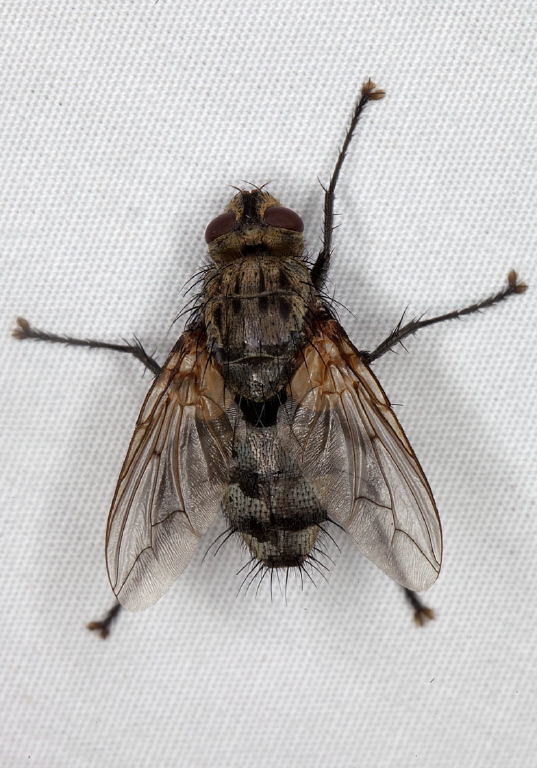   Tachinidae