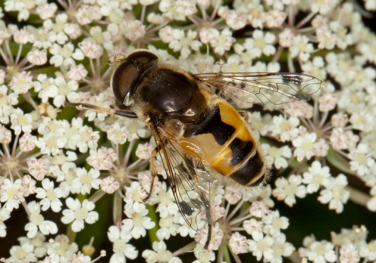 Eristalis arbustorum? Syrphidae