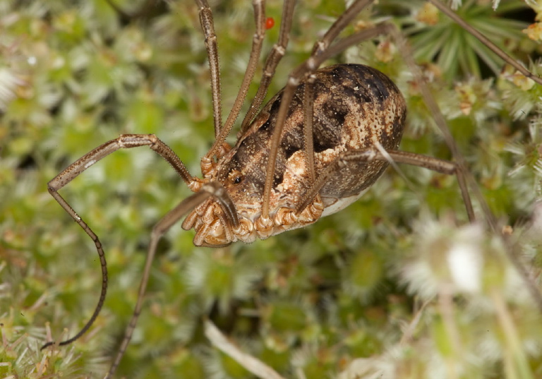 Phalangium opilio? Phalangiidae