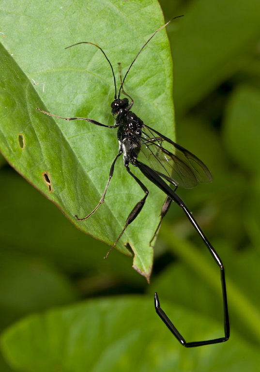 Pelecinus polyturator Pelecinidae