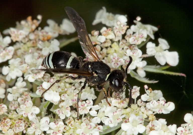 Ancistrocerus albophaleratus Vespidae