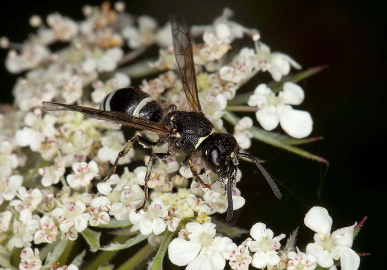 Ancistrocerus albophaleratus Vespidae