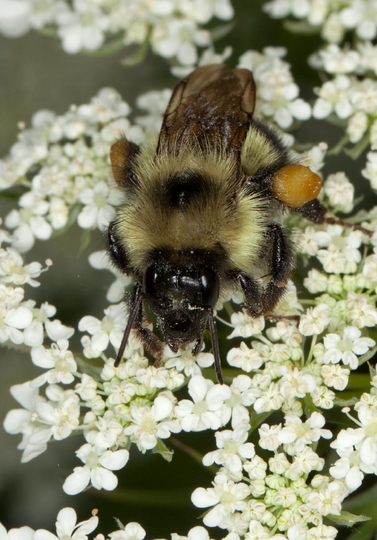 Bombus (Pyrobombus) vagans Apidae