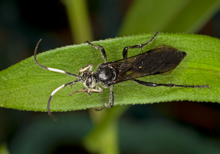 Coelichneumon sp? Ichneumonidae