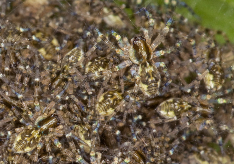 Dolomedes sp. Pisauridae