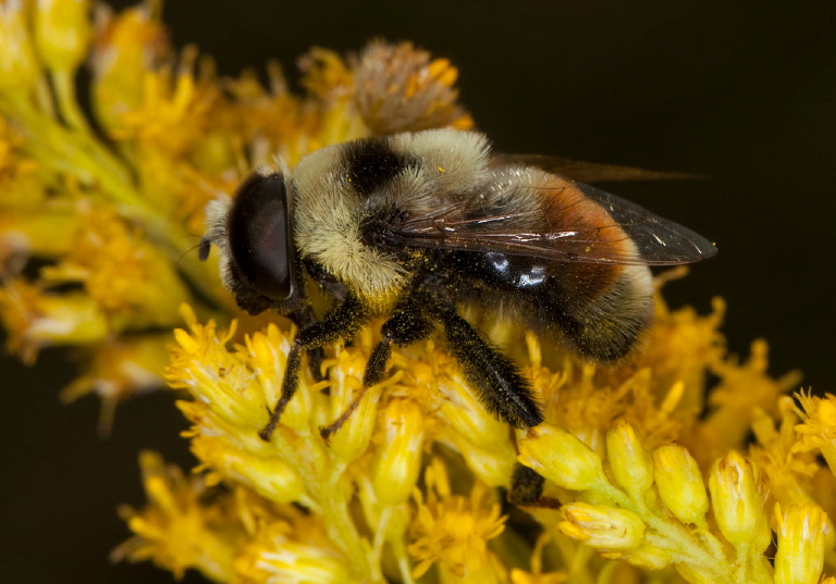 Eristalis flavipes Syrphidae