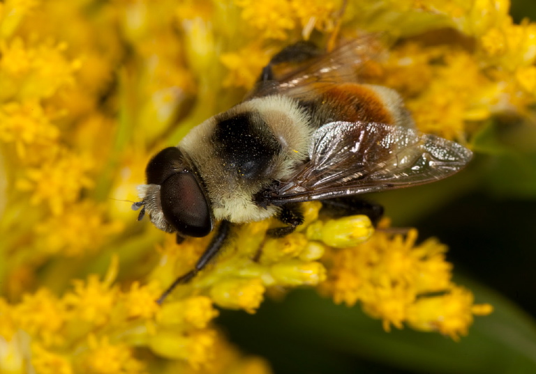 Eristalis flavipes Syrphidae