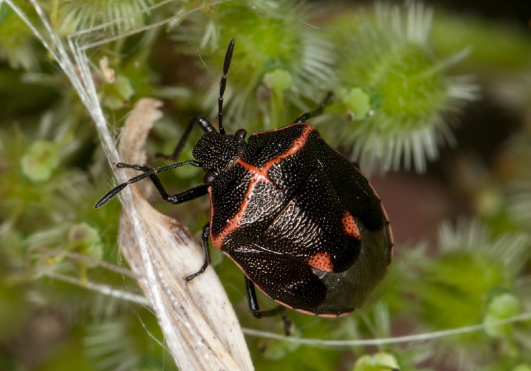 Cosmopepla lintneriana Pentatomidae