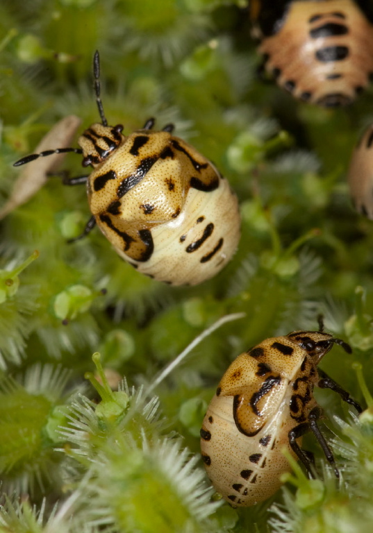 Cosmopepla lintneriana Pentatomidae