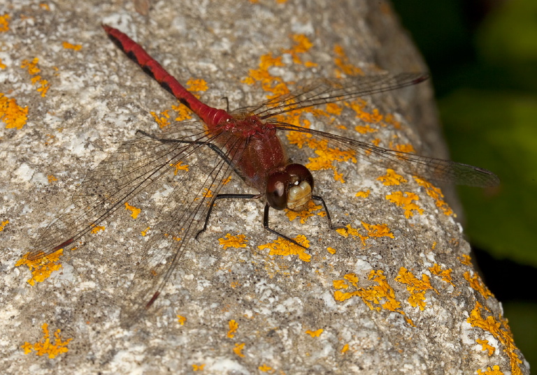 Sympetrum internum Libellulidae