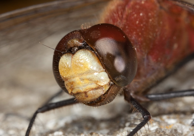 Sympetrum internum Libellulidae