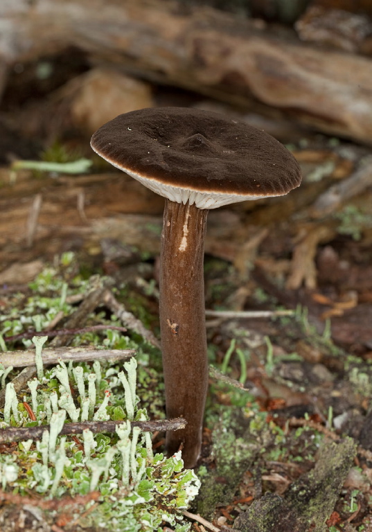 Laccaria sp.? Hydnangiaceae