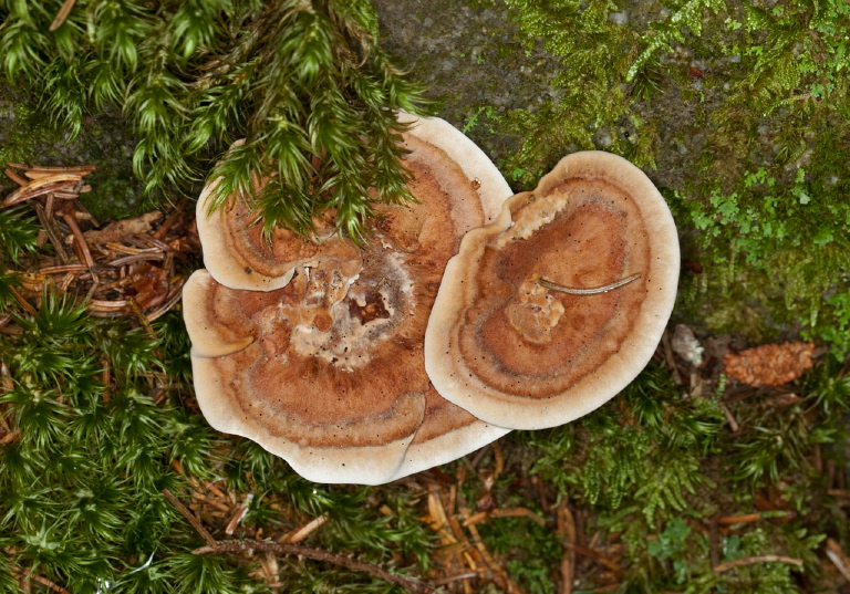 Hydnellum concrescens? Bankeraceae