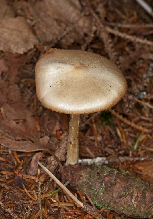 Inocybe sp.? Cortinariaceae