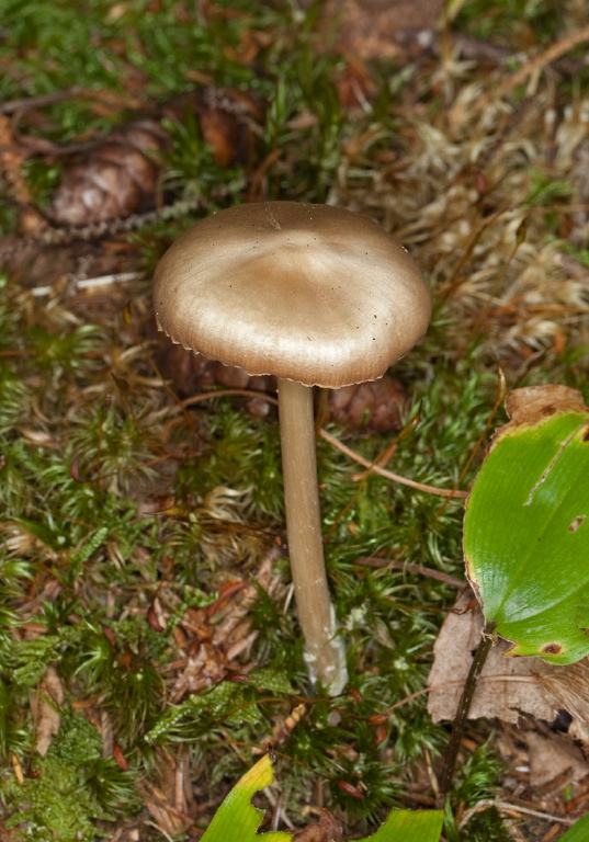 Inocybe sp.? Cortinariaceae