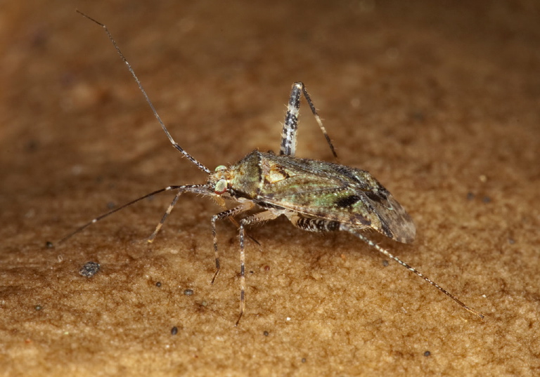 Phytocoris eximius? Miridae