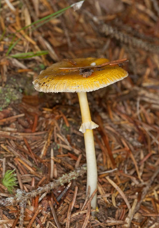 Pluteus sp.? Pluteaceae?