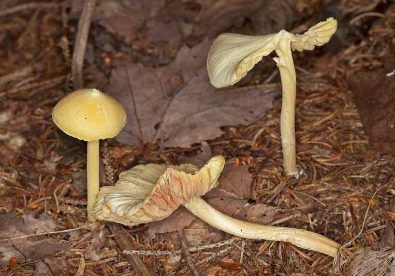 Pluteus sp.? Pluteaceae?