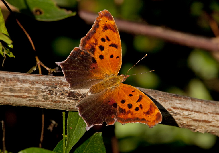 Polygonia interrogationis Nymphalidae