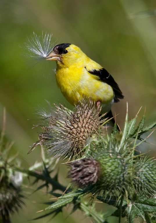 Carduelis tristis Fringillidae