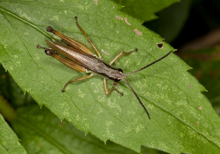 Chorthippus curtipennis Acrididae